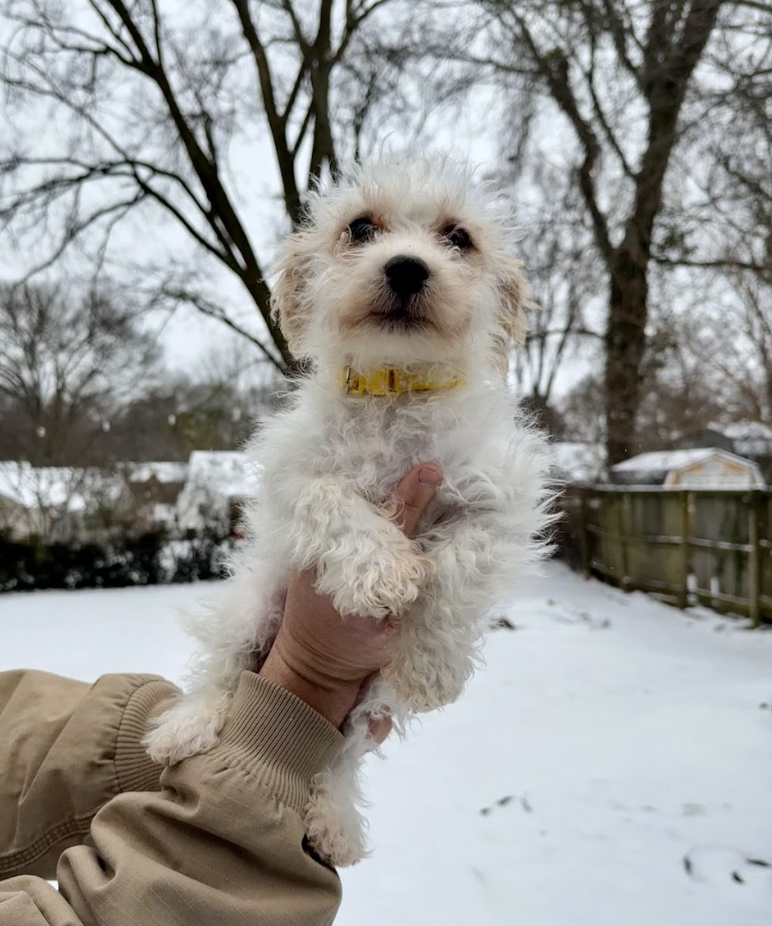 Screenshot 2026-01-24 at 7.43.40 PM.png