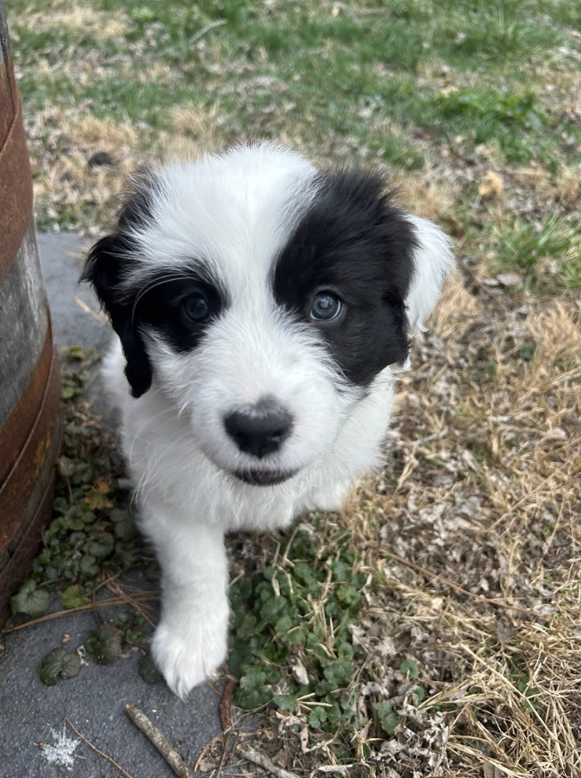 Screenshot 2026-03-10 at 9.00.19 PM.png