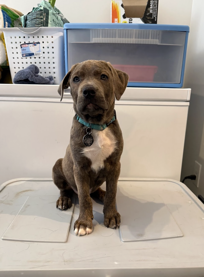 Screenshot 2026-02-20 at 3.55.34 PM.png