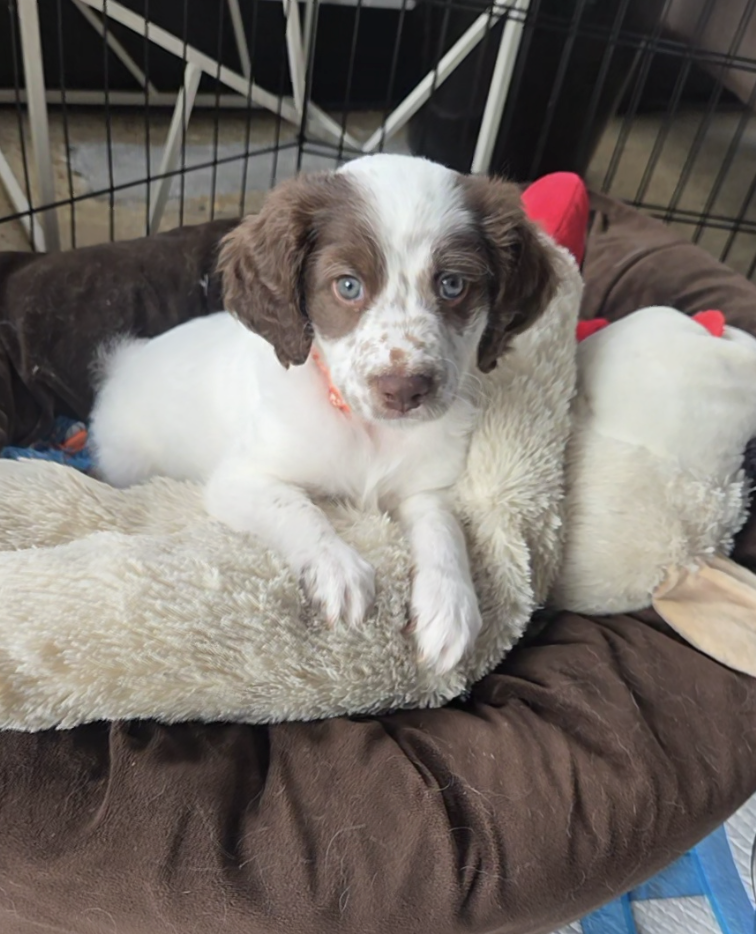 Screenshot 2026-03-10 at 8.54.07 PM.png