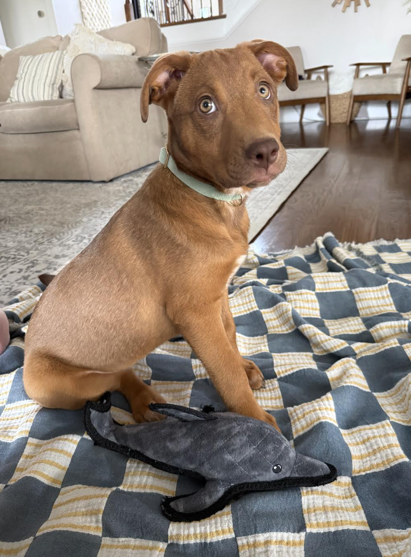 Screenshot 2026-03-19 at 1.02.10 PM.png