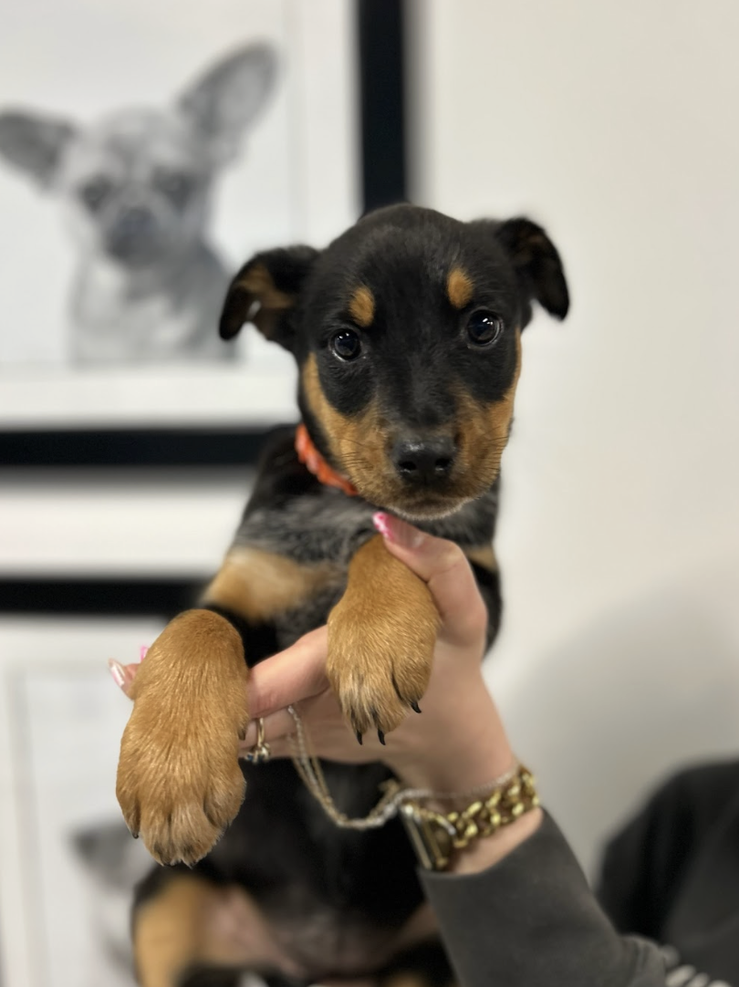 Screenshot 2026-02-19 at 7.06.34 PM.png