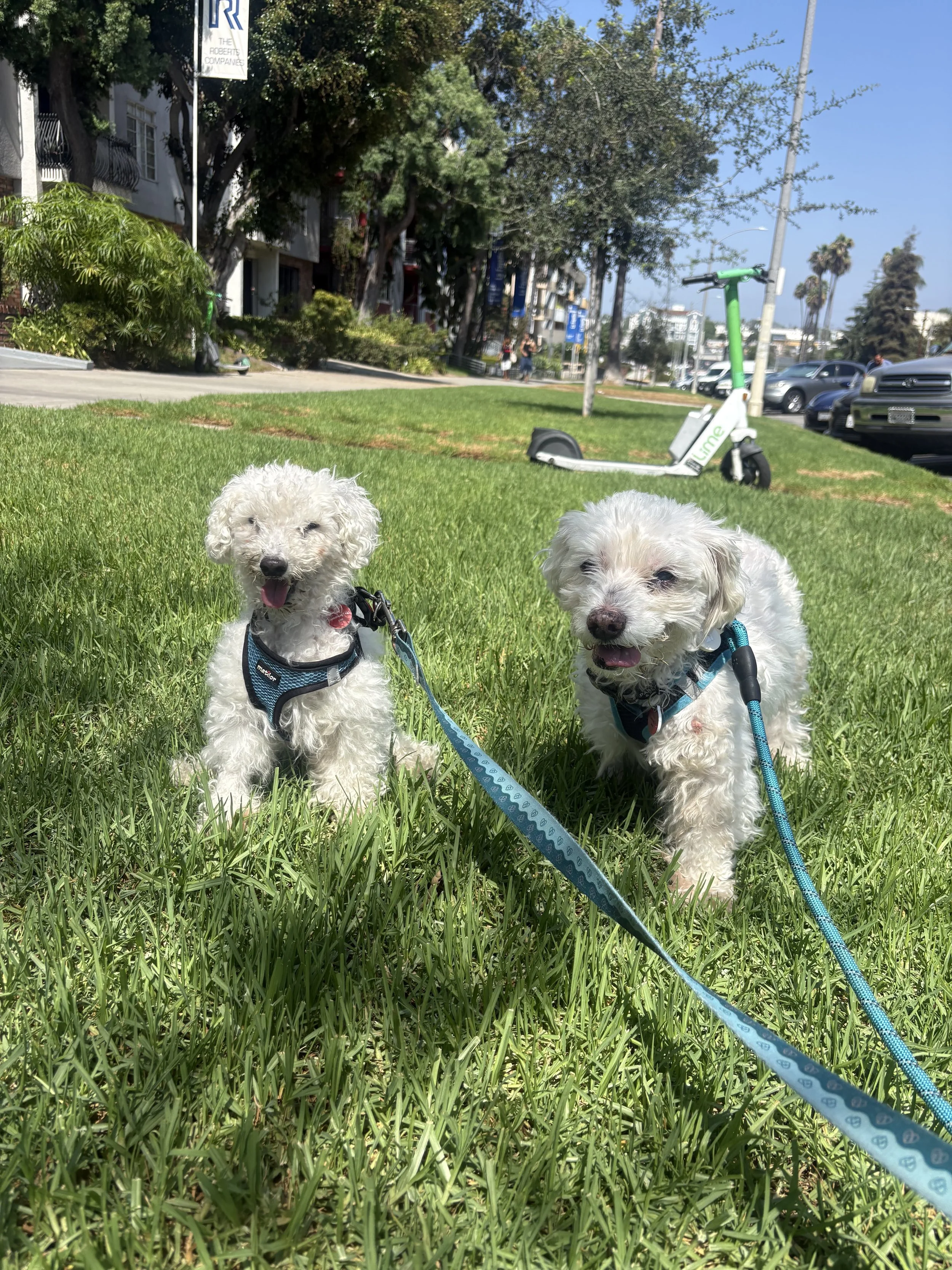 Cosmo & Miracle