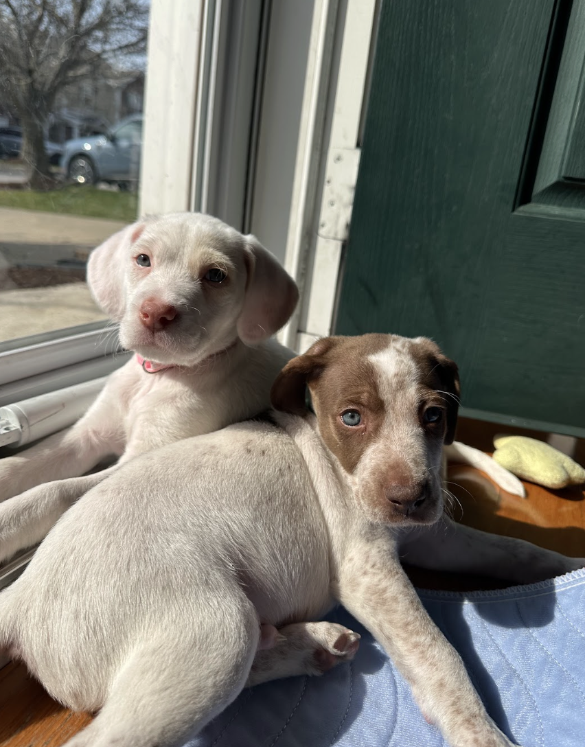 Screenshot 2026-03-10 at 8.58.03 PM.png