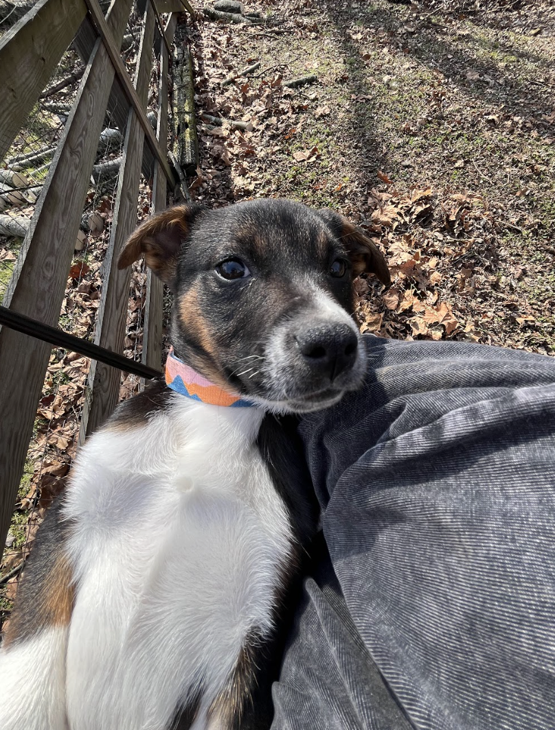 Screenshot 2026-02-12 at 4.49.08 PM.png