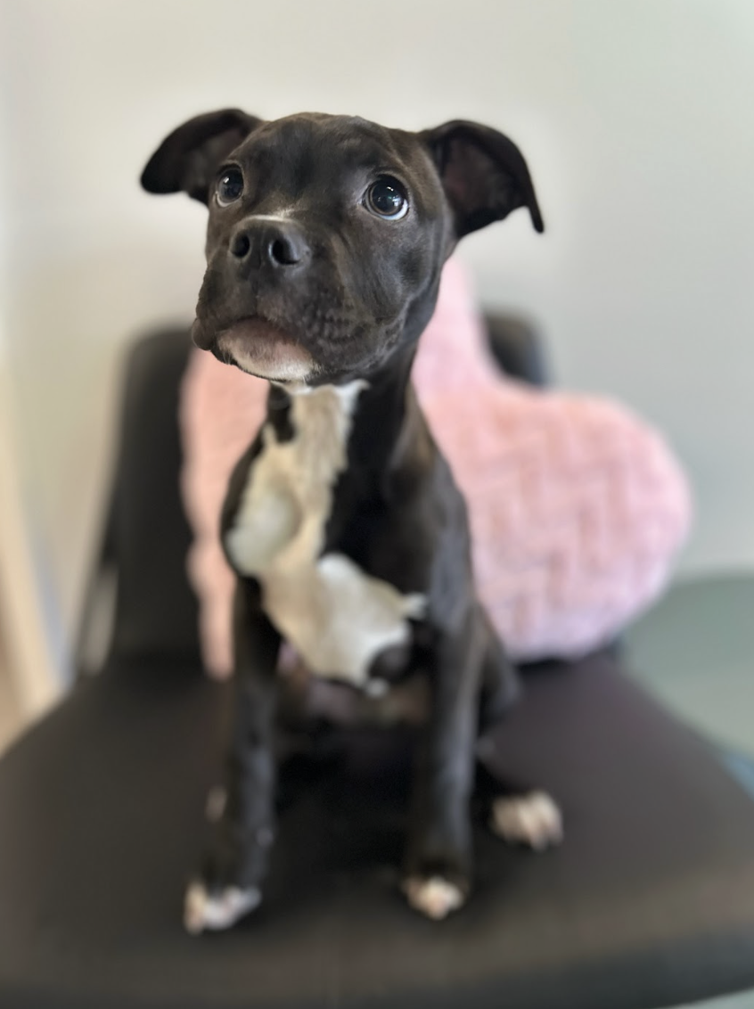 Screenshot 2026-01-13 at 4.01.19 PM.png