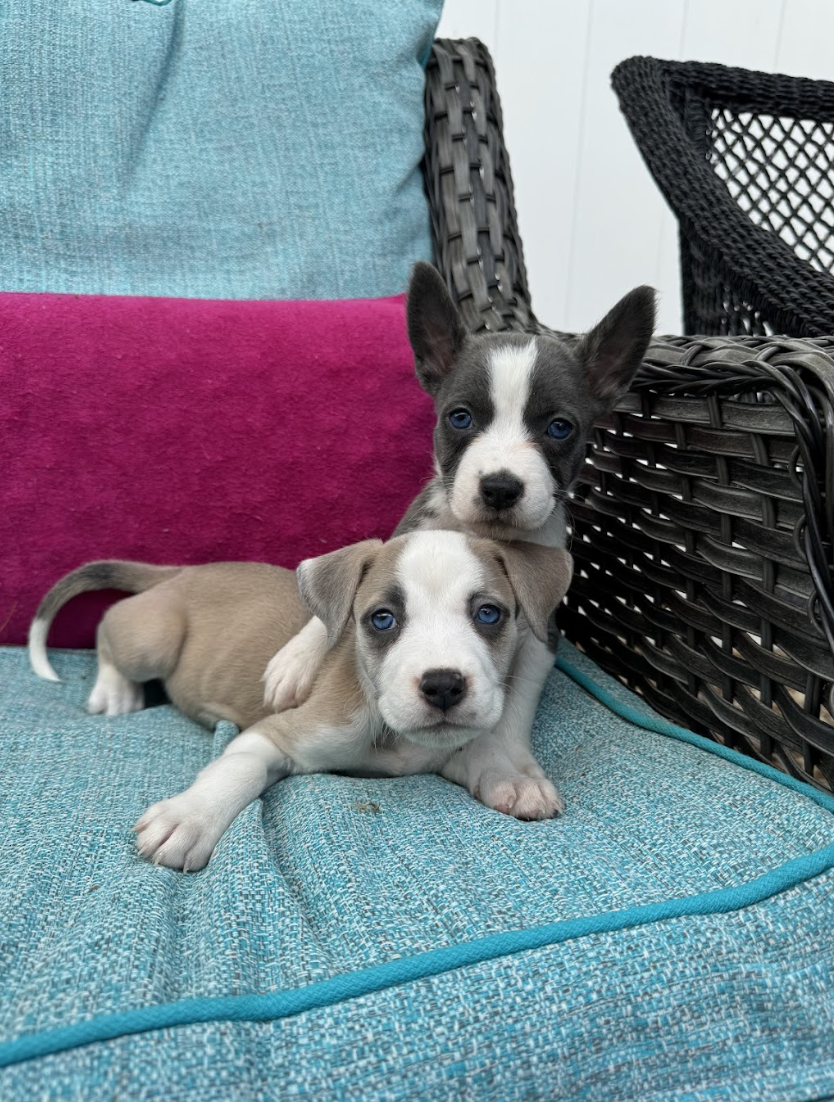 Screenshot 2026-04-23 at 2.23.11 PM.png