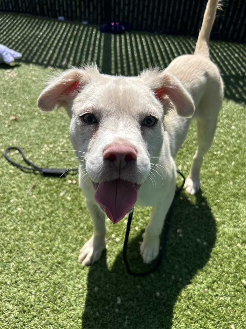 Screenshot 2026-03-26 at 2.09.59 PM.png