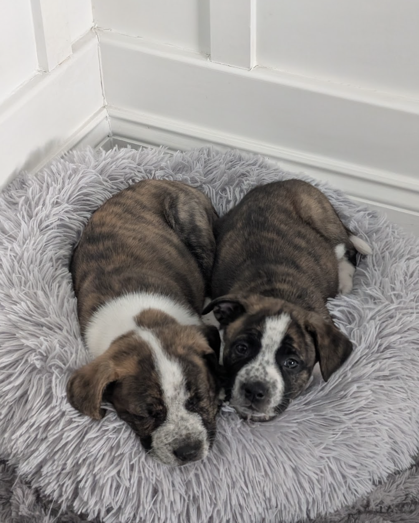 Screenshot 2026-03-27 at 7.58.16 PM.png