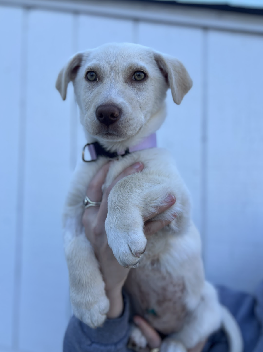 Screenshot 2026-02-27 at 6.28.22 PM.png