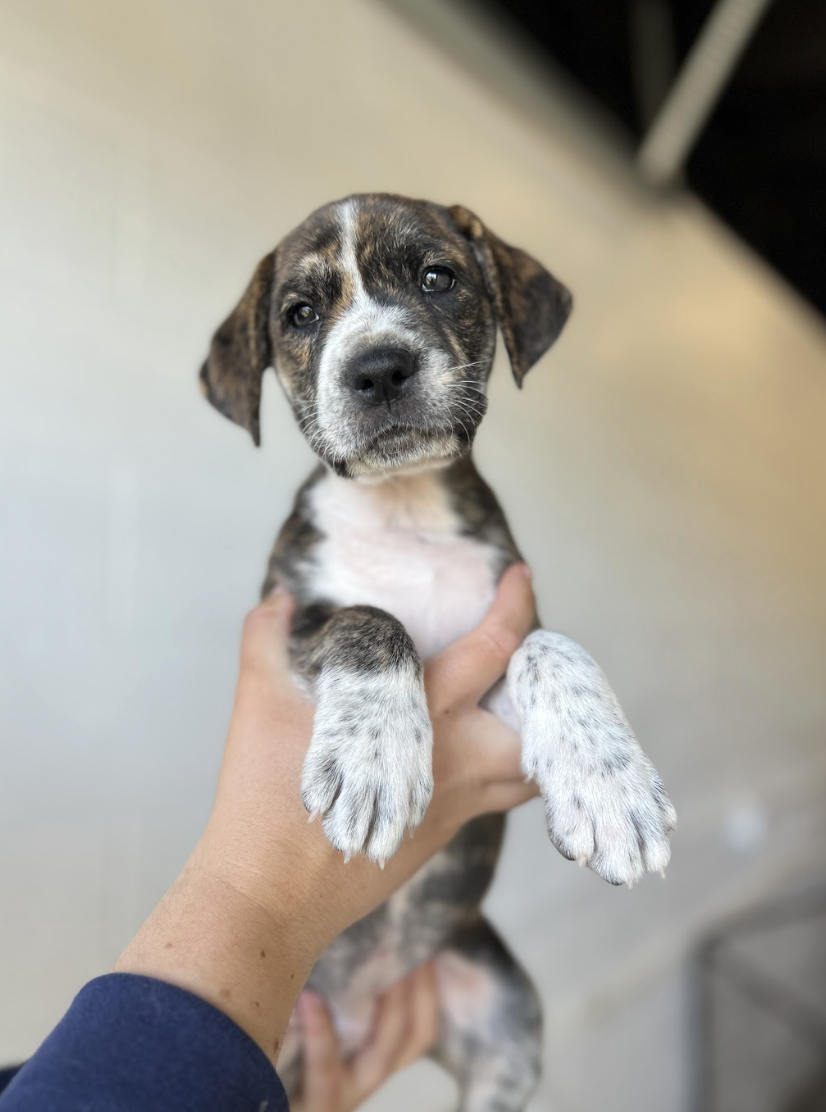 Screenshot 2026-04-01 at 6.02.07 PM.png