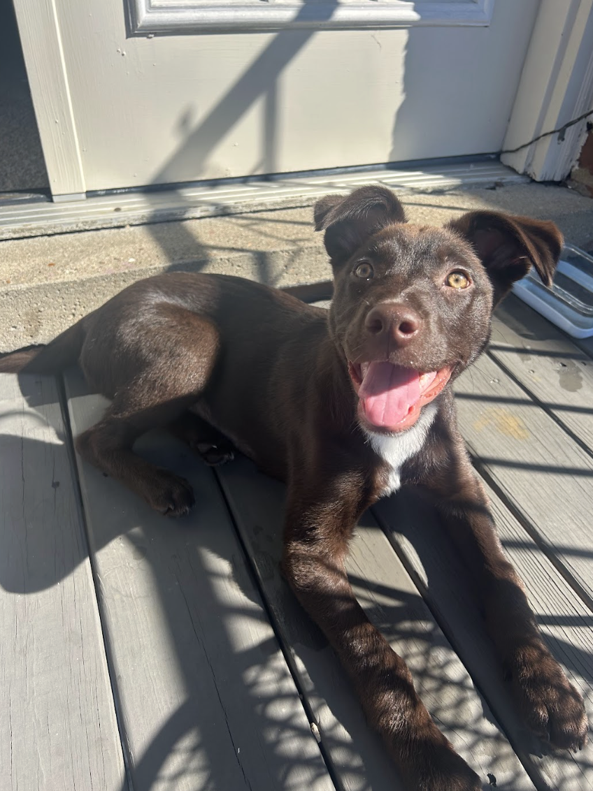 Screenshot 2026-04-03 at 1.38.29 PM.png