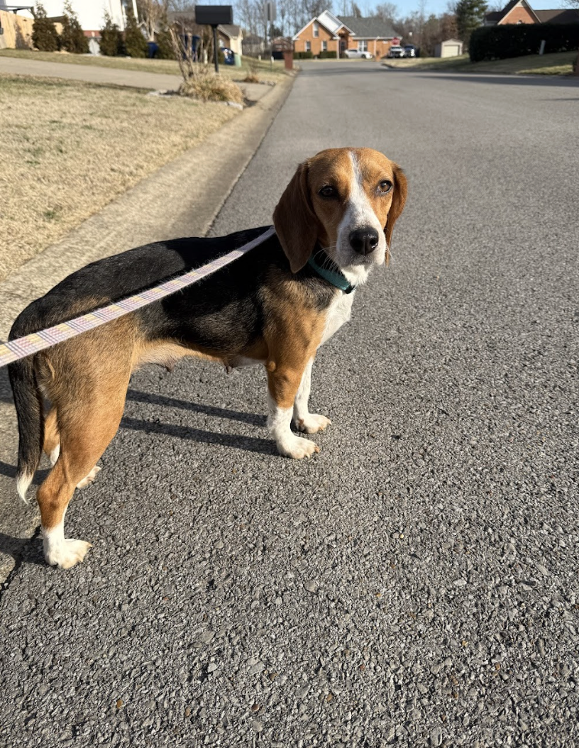 Screenshot 2026-02-21 at 4.33.30 PM.png