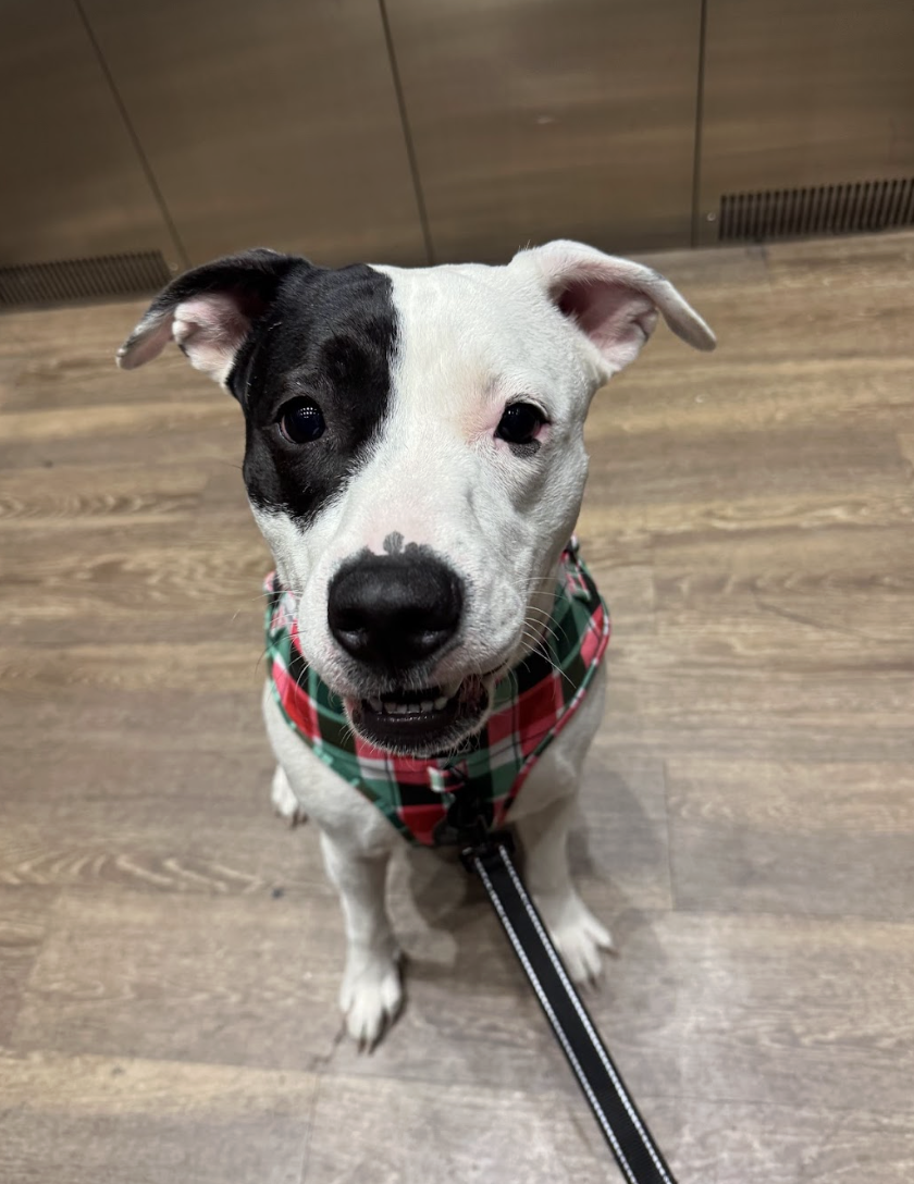 Screenshot 2026-04-03 at 3.30.28 PM.png