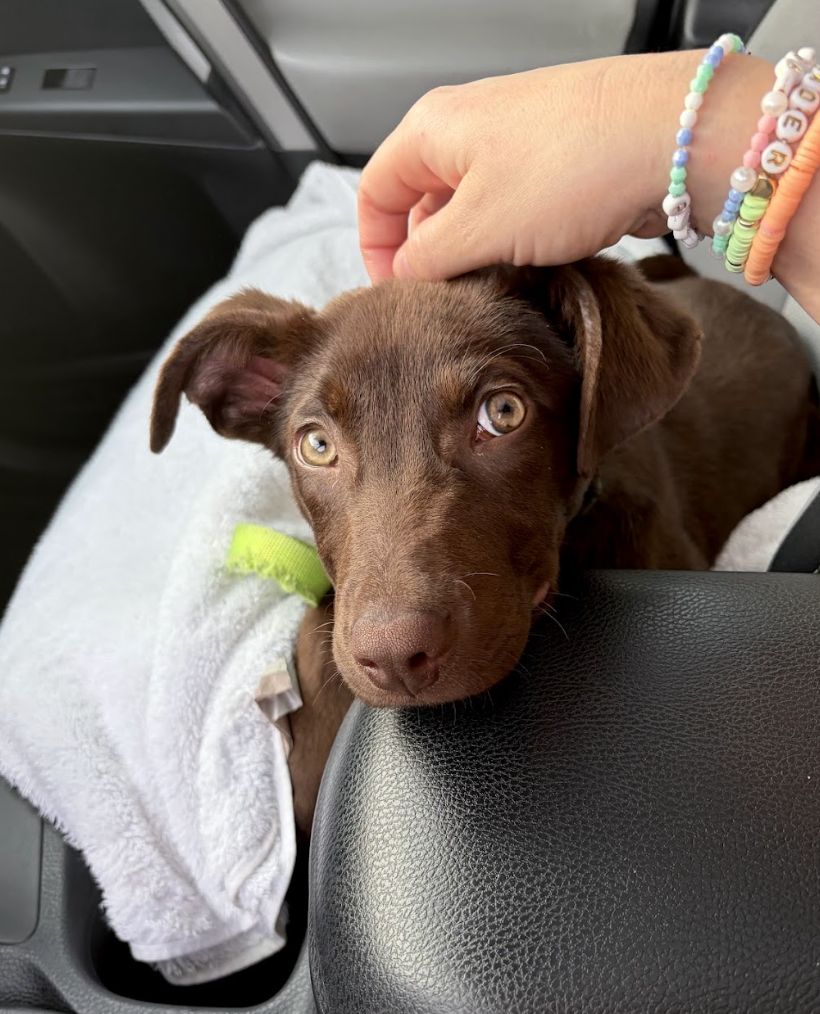 Screenshot 2026-04-03 at 1.33.44 PM.png