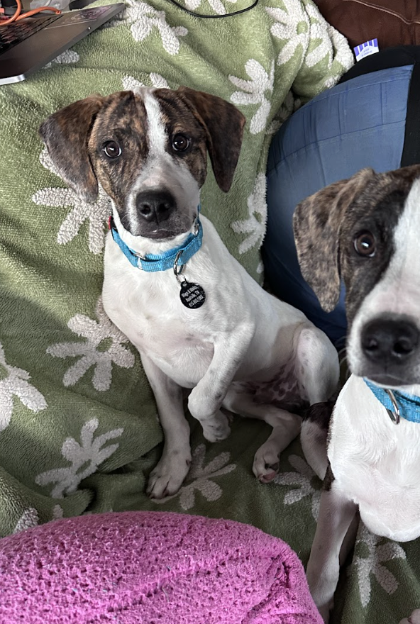 Key Lime, the Pie Litter