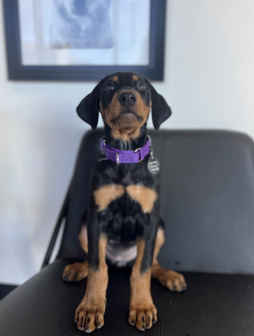 Screenshot 2026-02-06 at 12.32.30 PM.png