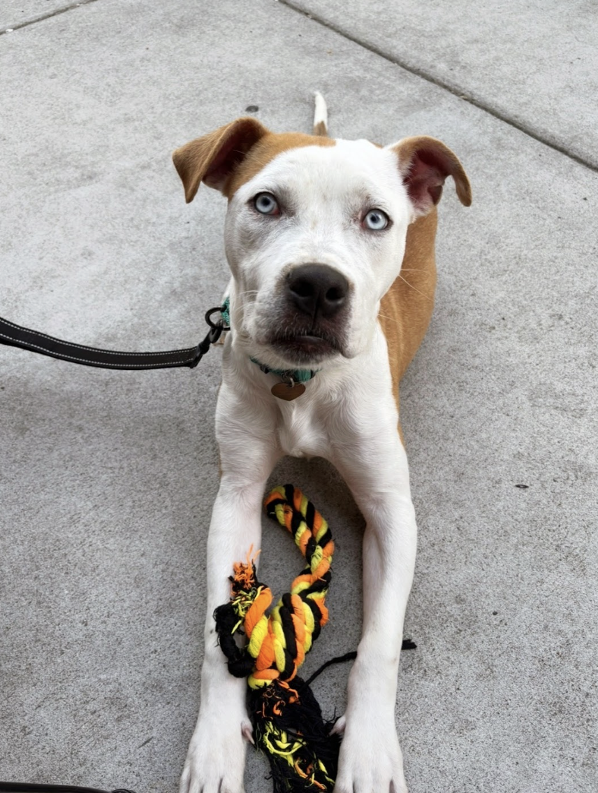 Screenshot 2026-04-22 at 4.20.10 PM.png