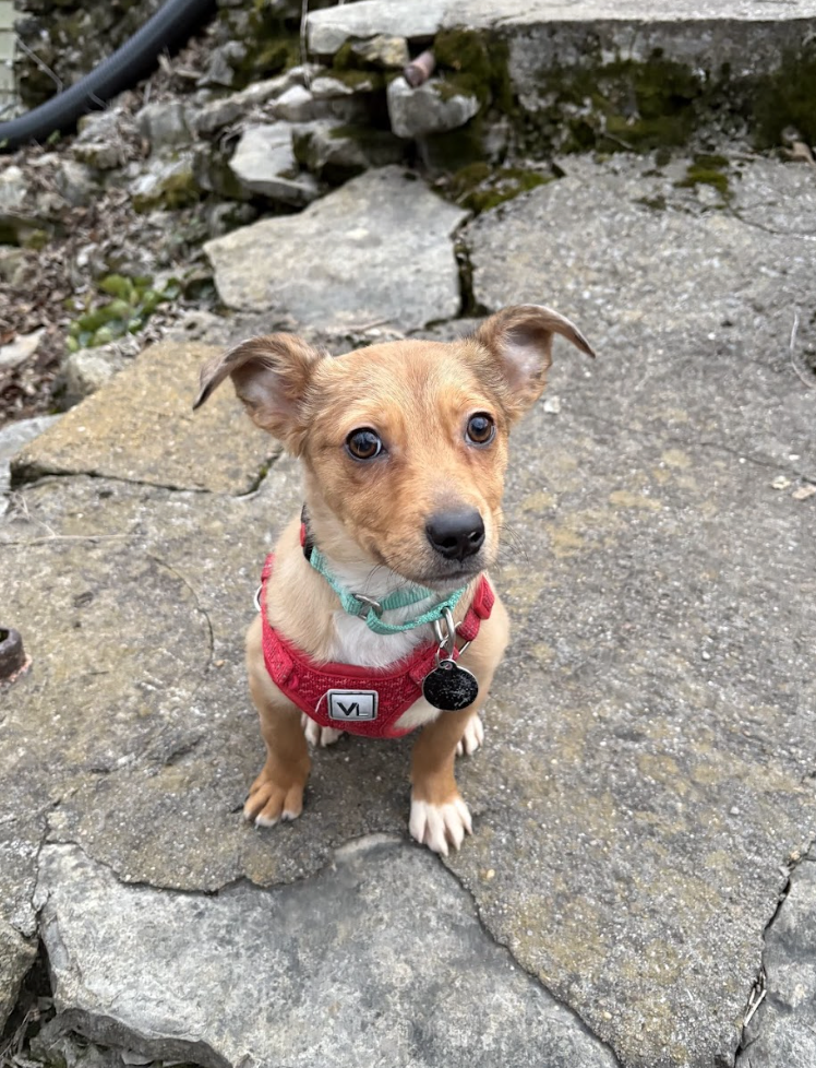 Screenshot 2026-01-24 at 4.32.51 PM.png