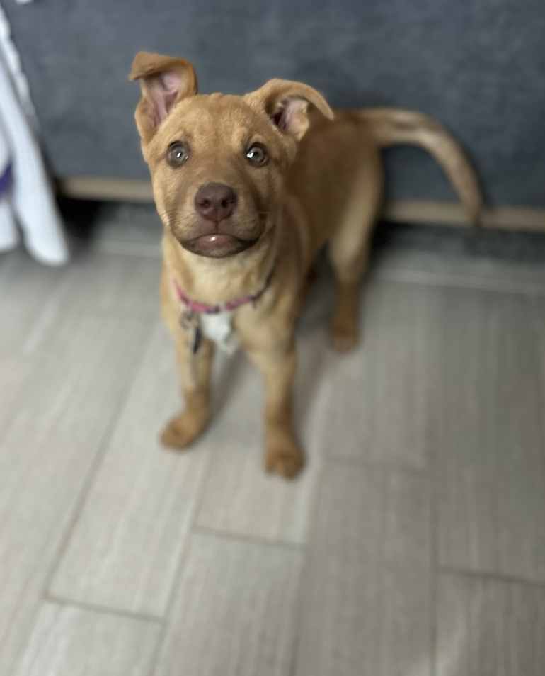 Screenshot 2026-02-20 at 4.05.08 PM.png