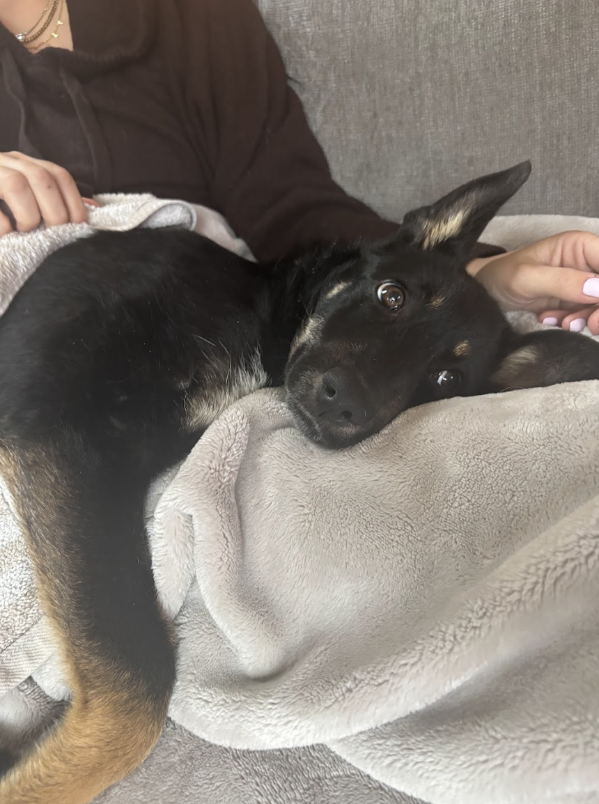 Screenshot 2026-02-19 at 3.38.55 PM.png