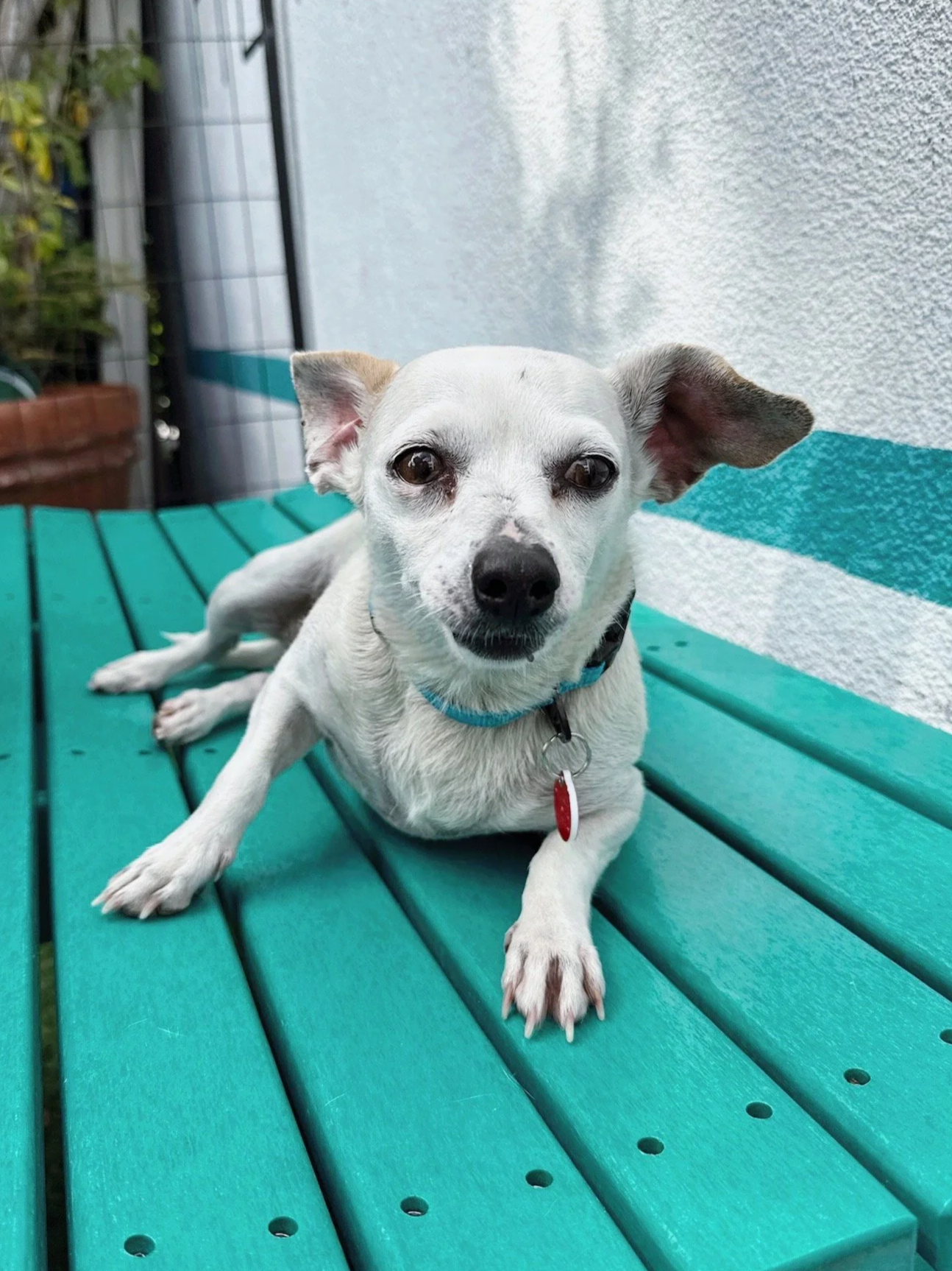 Agatha