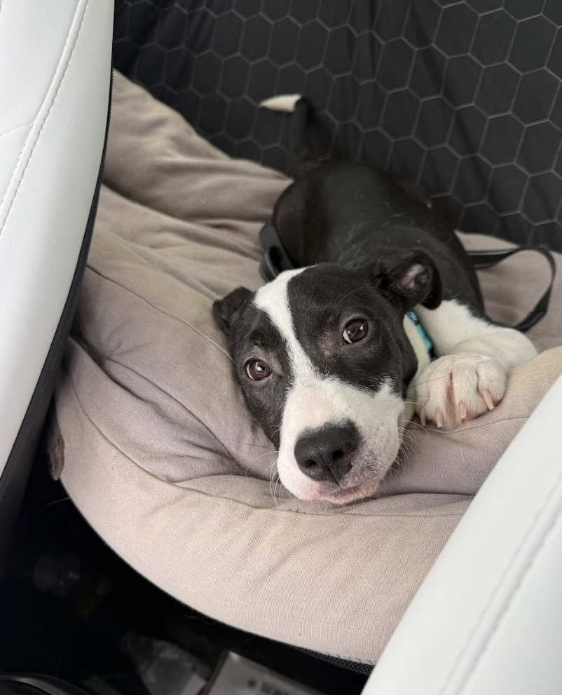 Screenshot 2026-02-12 at 2.47.52 PM.png