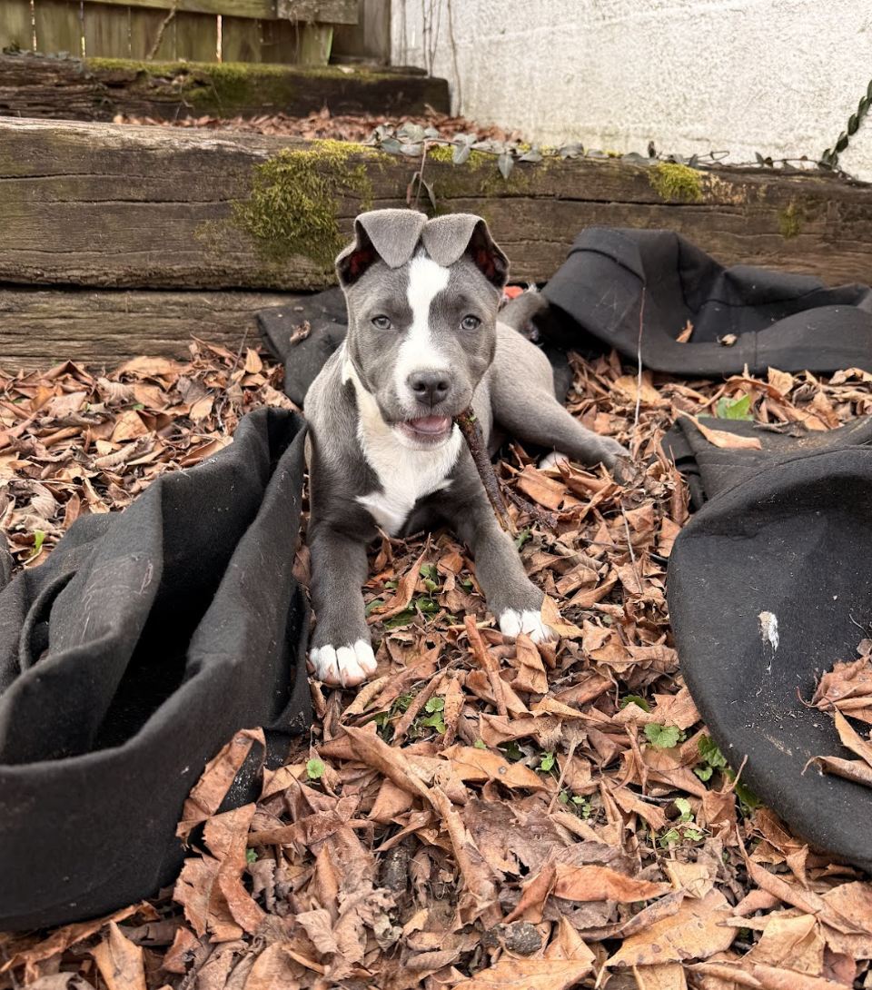 Screenshot 2025-12-26 at 4.57.07 PM.png