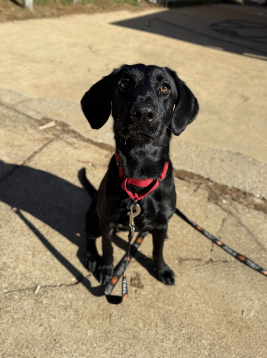 Screenshot 2026-01-06 at 4.35.01 PM.png