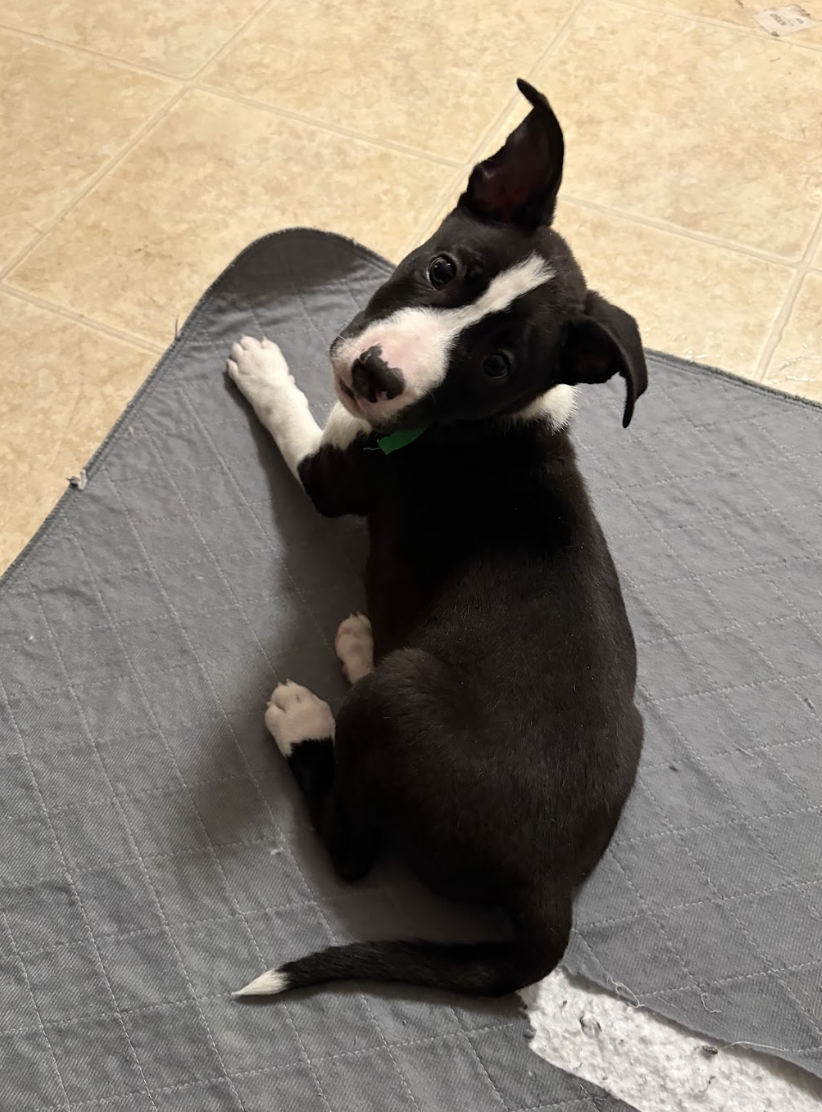 Screenshot 2026-04-03 at 2.04.28 PM.png