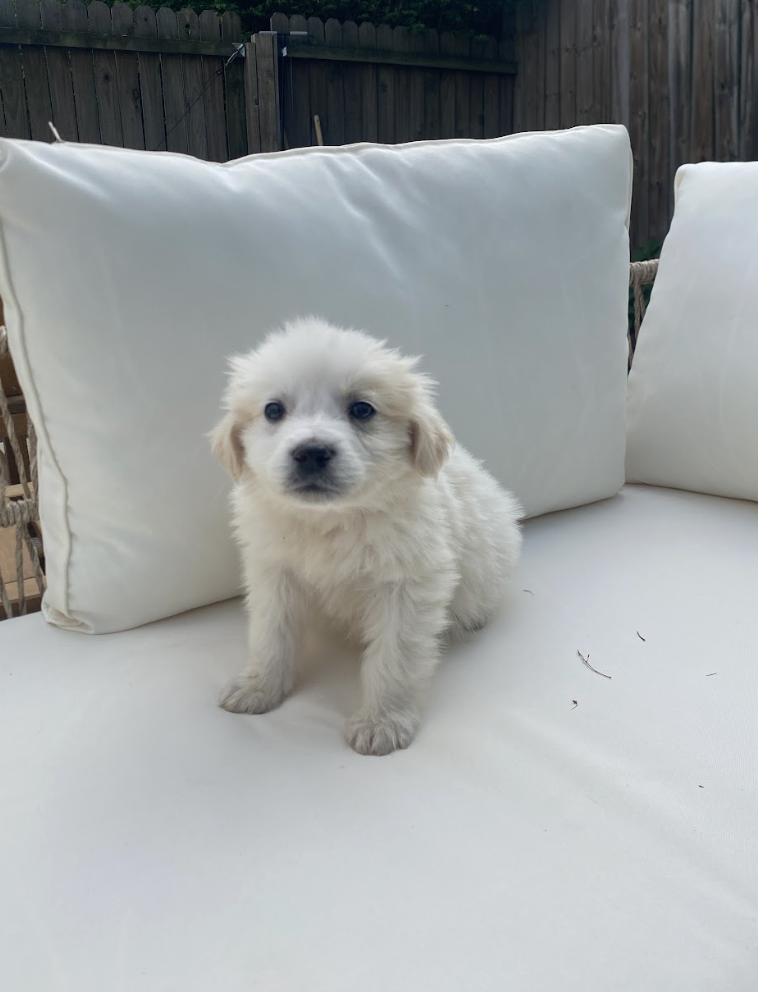 Screenshot 2026-04-16 at 4.59.39 PM.png