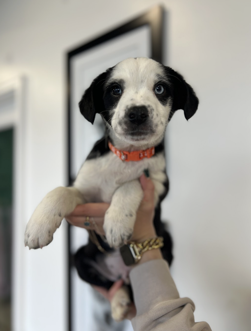 Screenshot 2026-02-06 at 3.40.47 PM.png