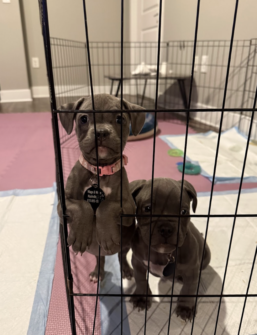 Screenshot 2026-02-17 at 3.59.59 PM.png