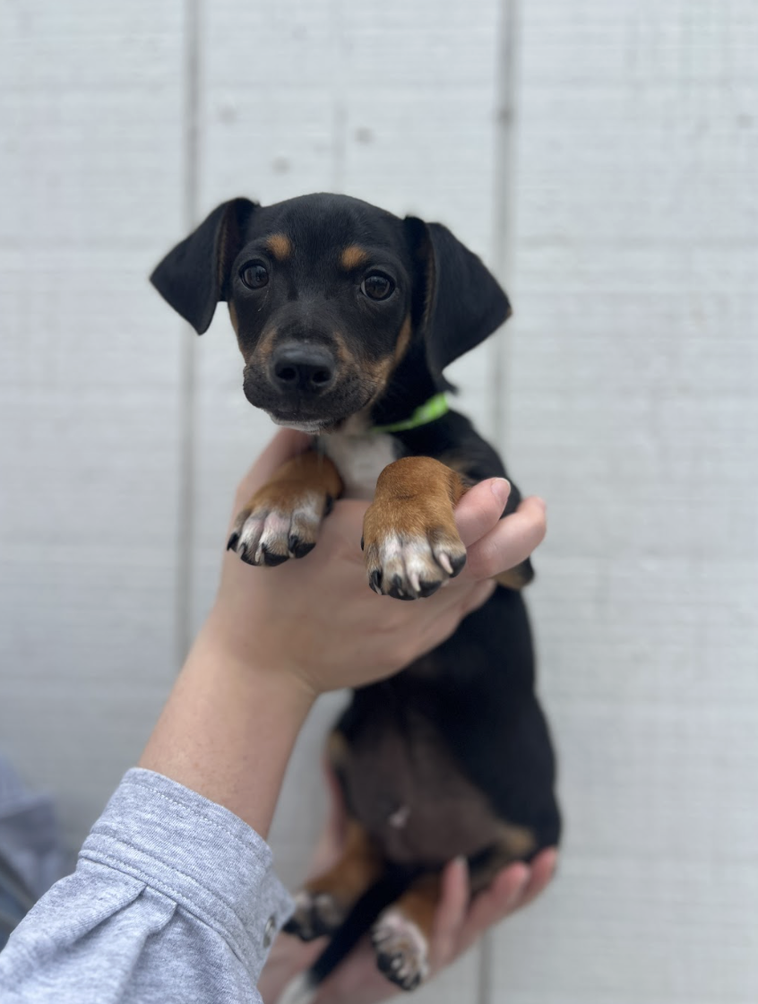 Screenshot 2026-02-26 at 1.19.28 PM.png