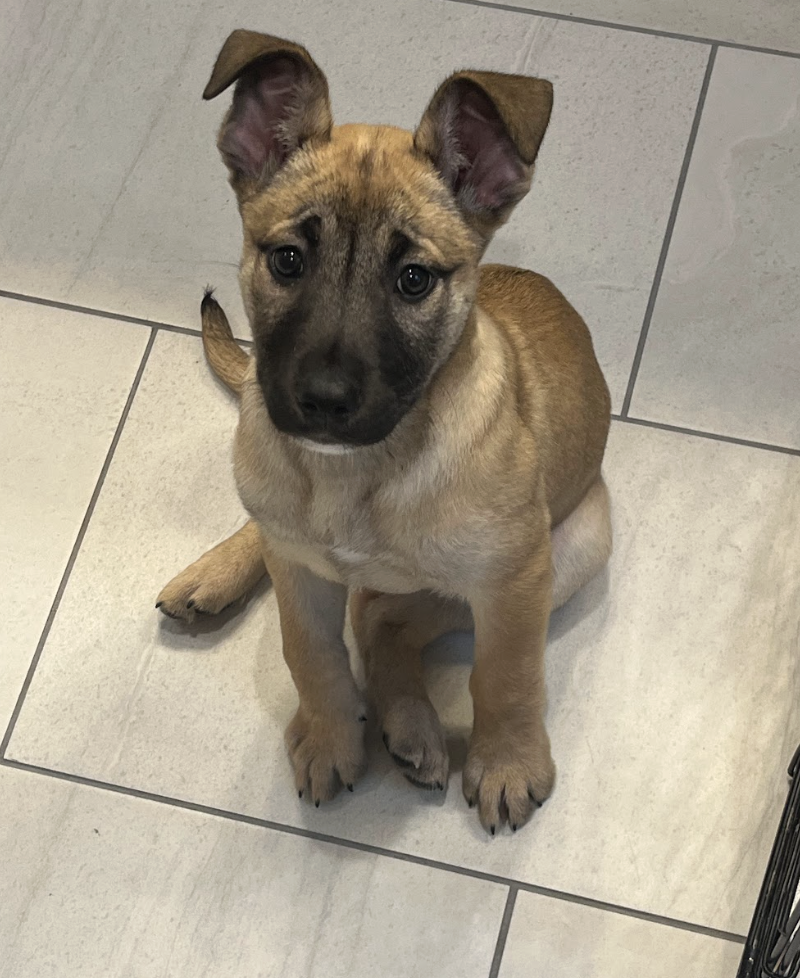 Screenshot 2026-02-20 at 4.11.59 PM.png