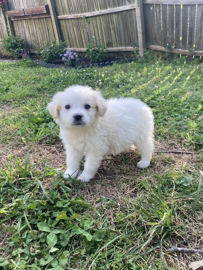 Screenshot 2026-04-16 at 4.59.33 PM.png