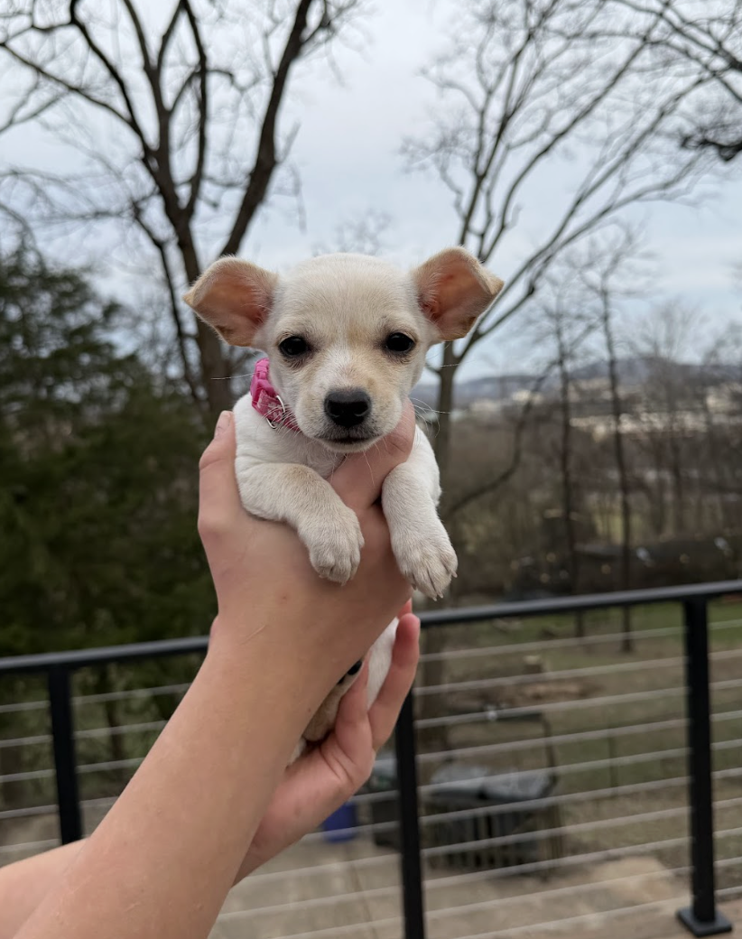 Screenshot 2026-02-26 at 12.50.12 PM.png