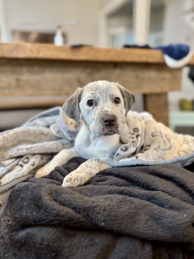 Screenshot 2026-01-24 at 3.46.57 PM.png