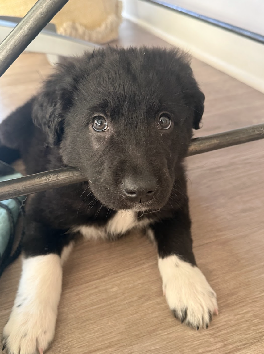 Screenshot 2026-04-23 at 6.50.23 PM.png