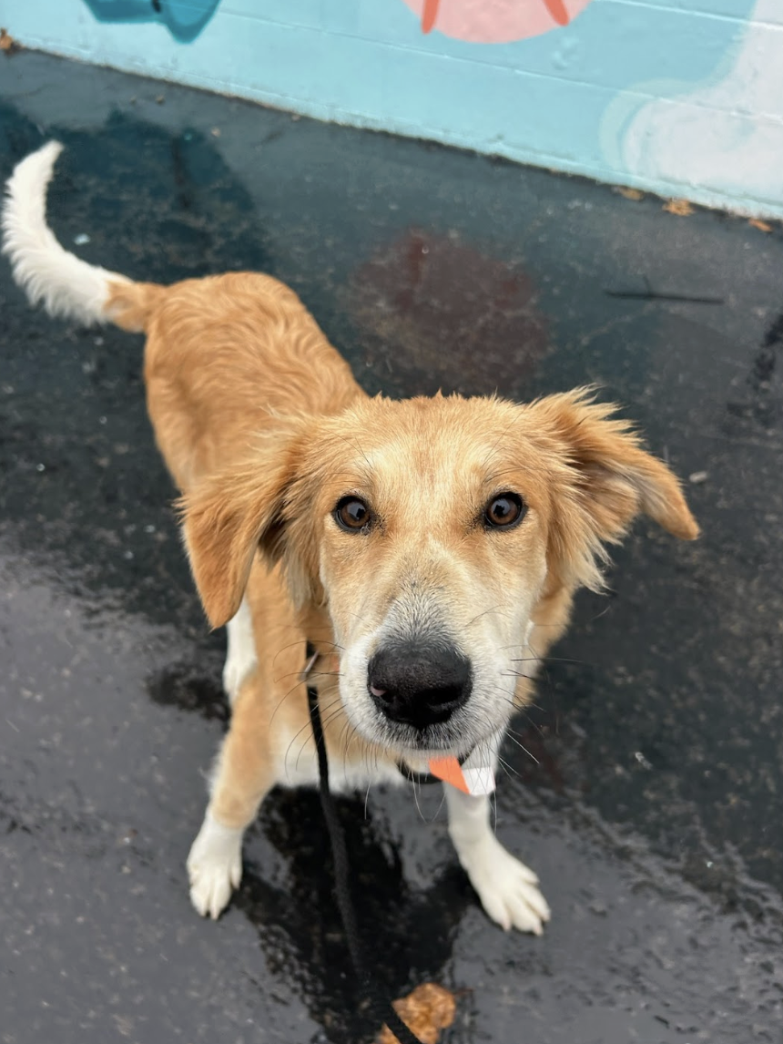 Screenshot 2025-12-18 at 1.37.54 PM.png