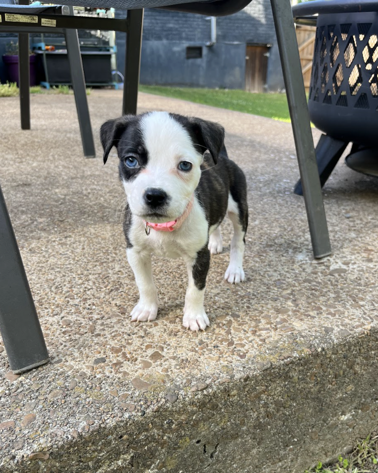 Screenshot 2026-04-23 at 2.21.04 PM.png