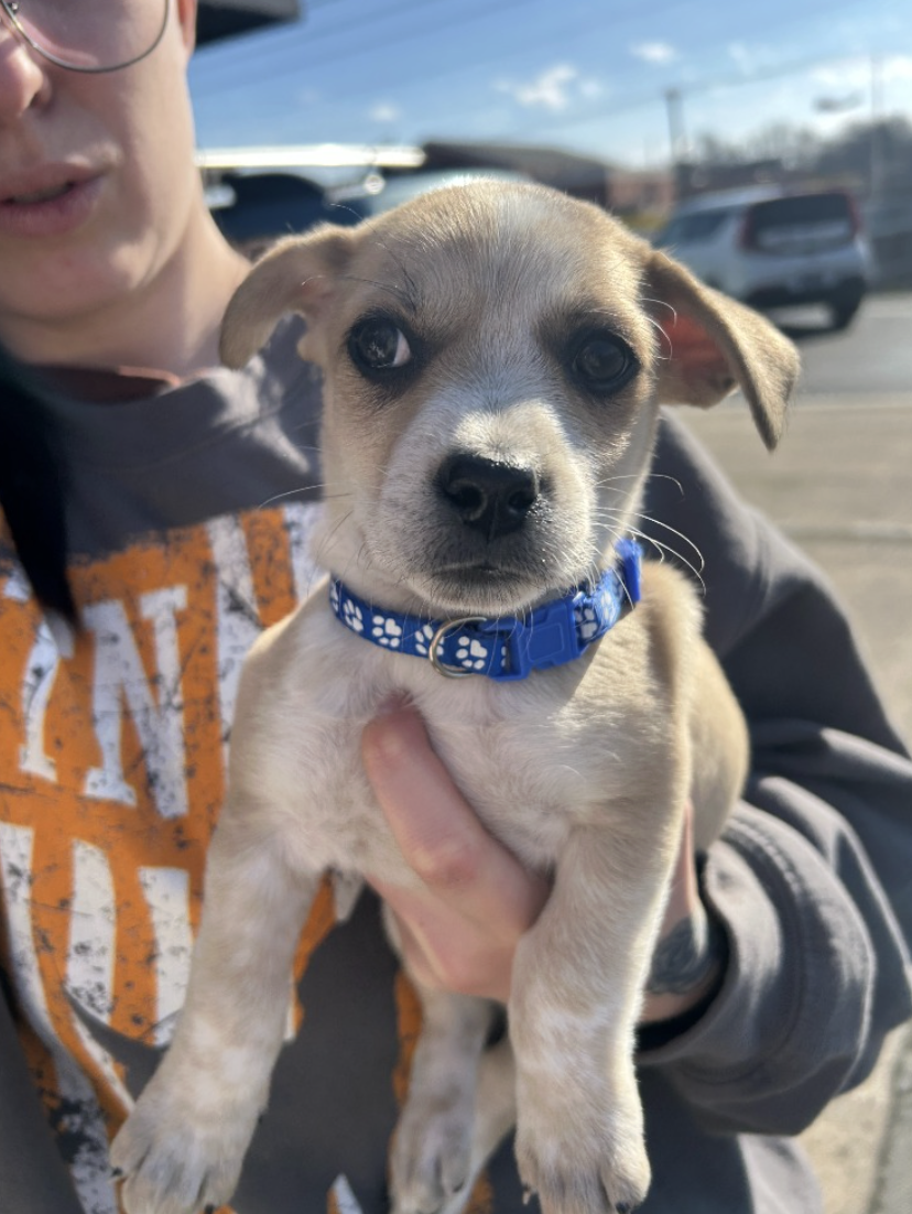 Screenshot 2026-02-26 at 12.50.57 PM.png