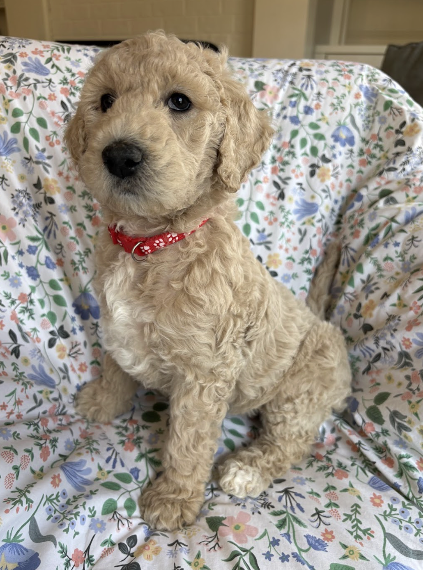 Screenshot 2026-03-03 at 11.51.09 AM.png