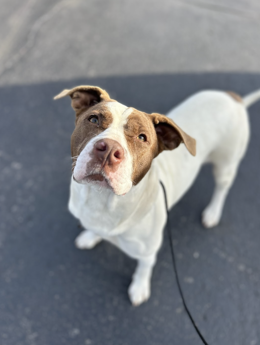 Screenshot 2026-02-25 at 12.56.53 PM.png