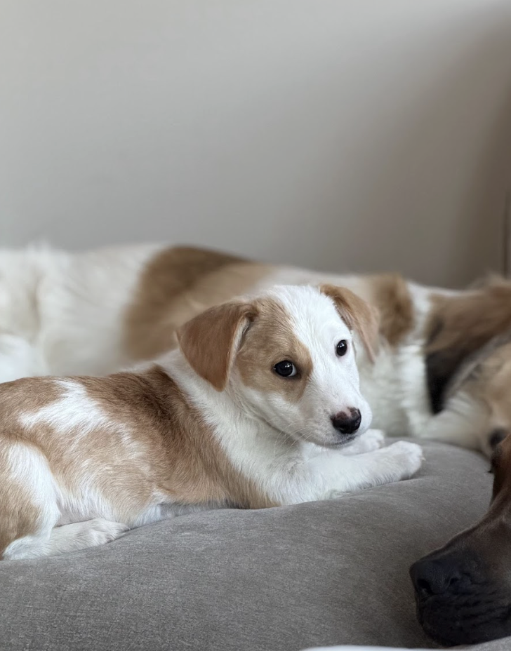 Screenshot 2026-02-20 at 4.35.44 PM.png