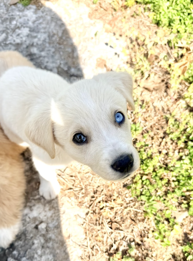 Screenshot 2026-04-16 at 4.49.17 PM.png