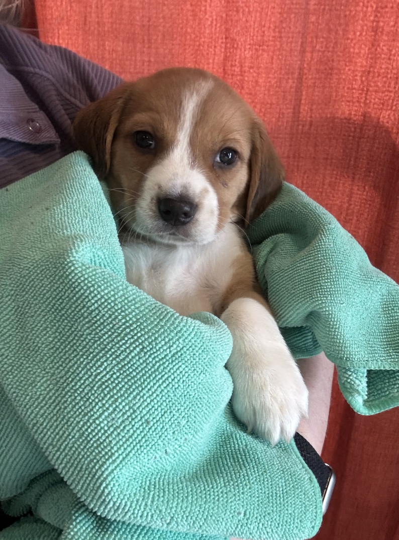 Screenshot 2026-02-21 at 4.42.29 PM.png