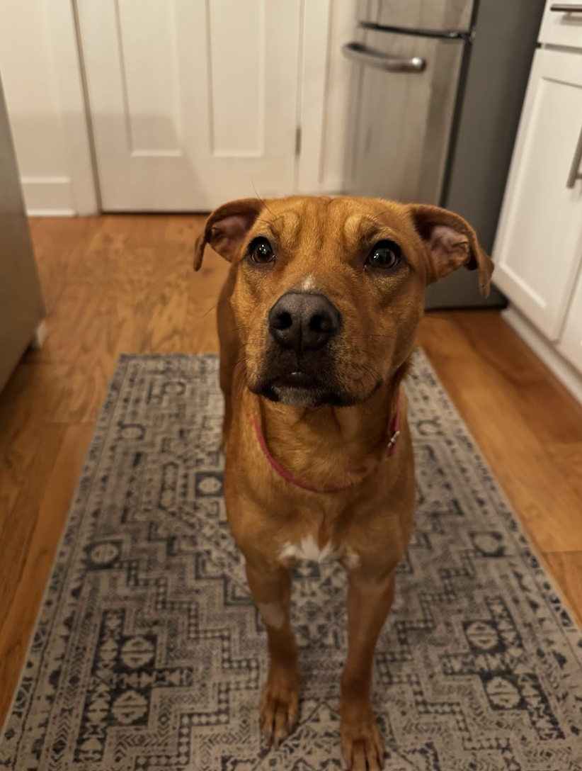 Screenshot 2026-04-22 at 5.25.57 PM.png