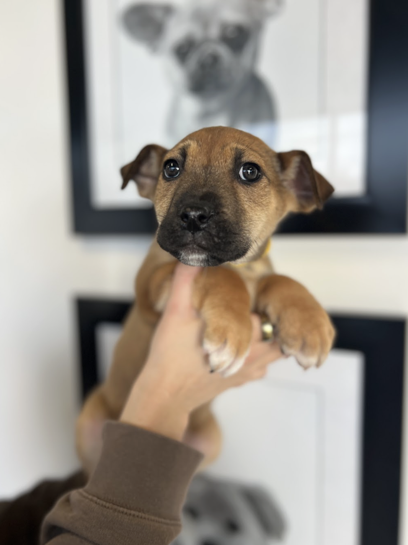 Screenshot 2026-01-30 at 8.06.18 PM.png