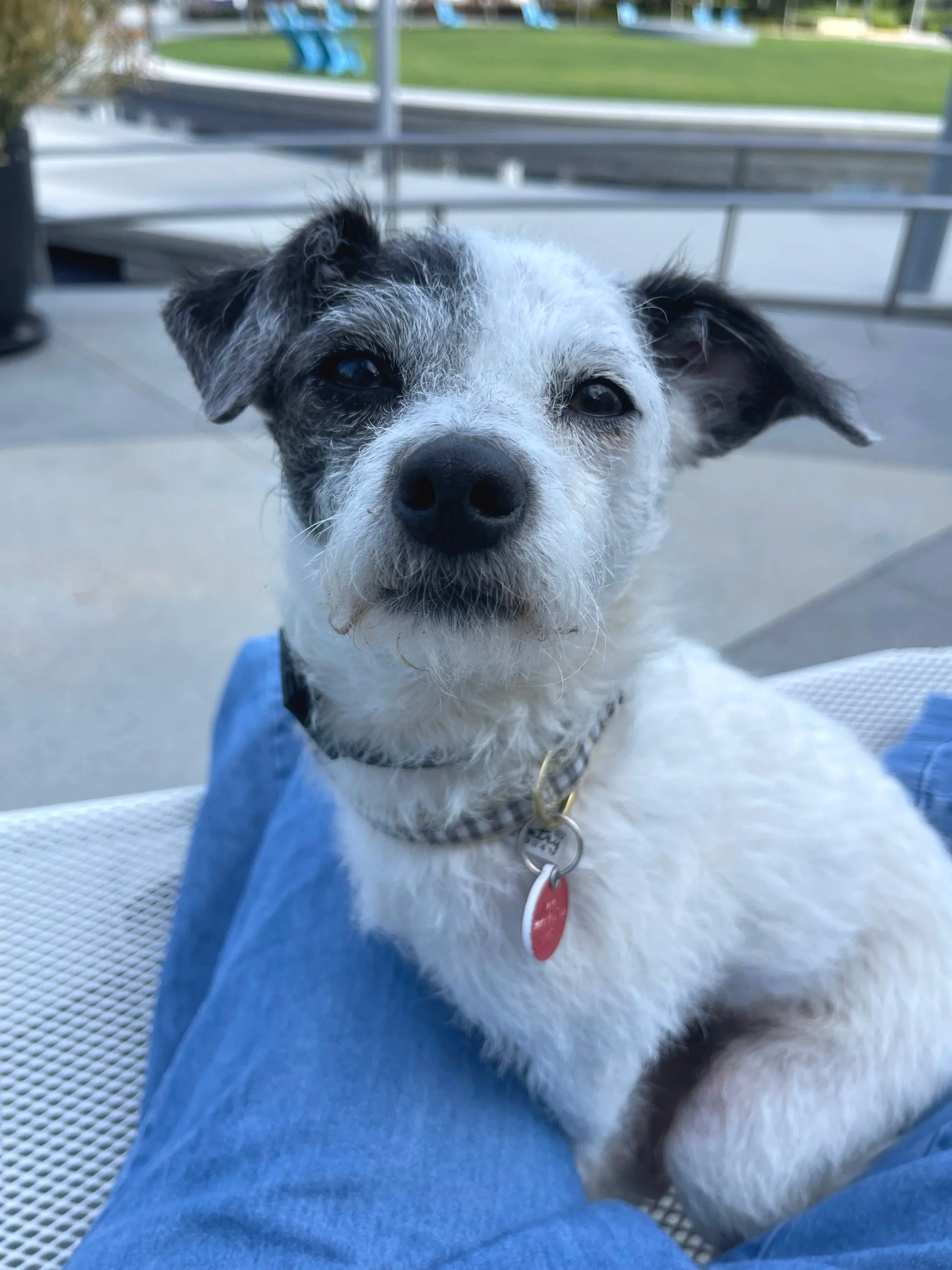 Dolly